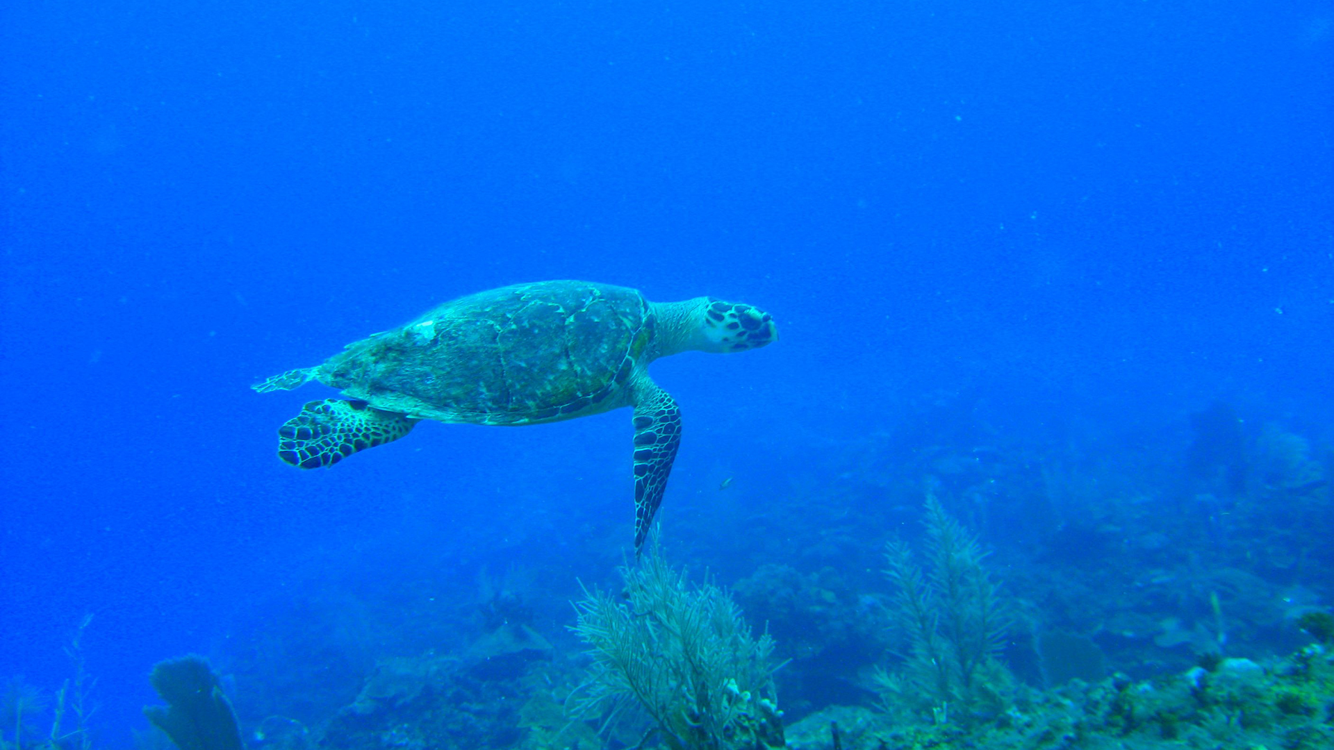 Belize under the sea turtle