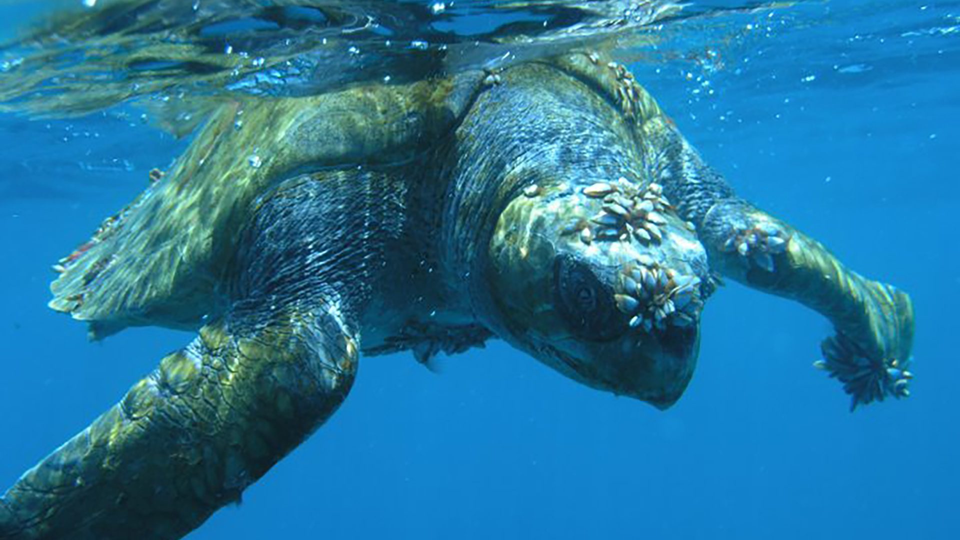 Close up sea turtle