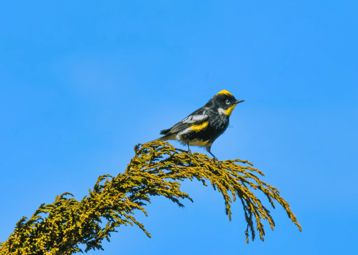 Goldman's Warbler, a vibrant yellow and black bird, perched gracefully on a branch in its natural habitat during the Birding in Guatemala tour.