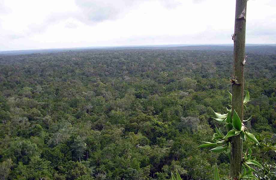 Aerial view of El Mirador showcases the expansive and ancient Mayan city largely enveloped by Guatemala's lush jungle.