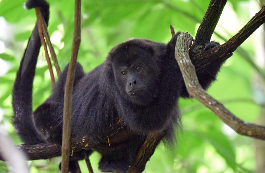 A howler monkey perched high on a tree, part of the rich wildlife experienced during a Central America wildlife tour