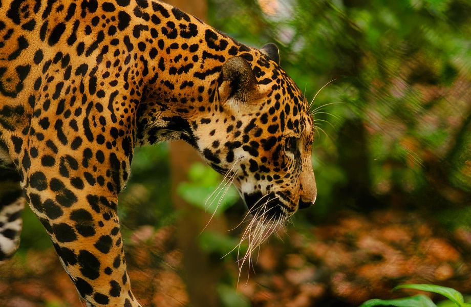 "Jaguar gracefully strolling through the lush tropical rainforest, showcasing the diverse wildlife in Central America Adventures."