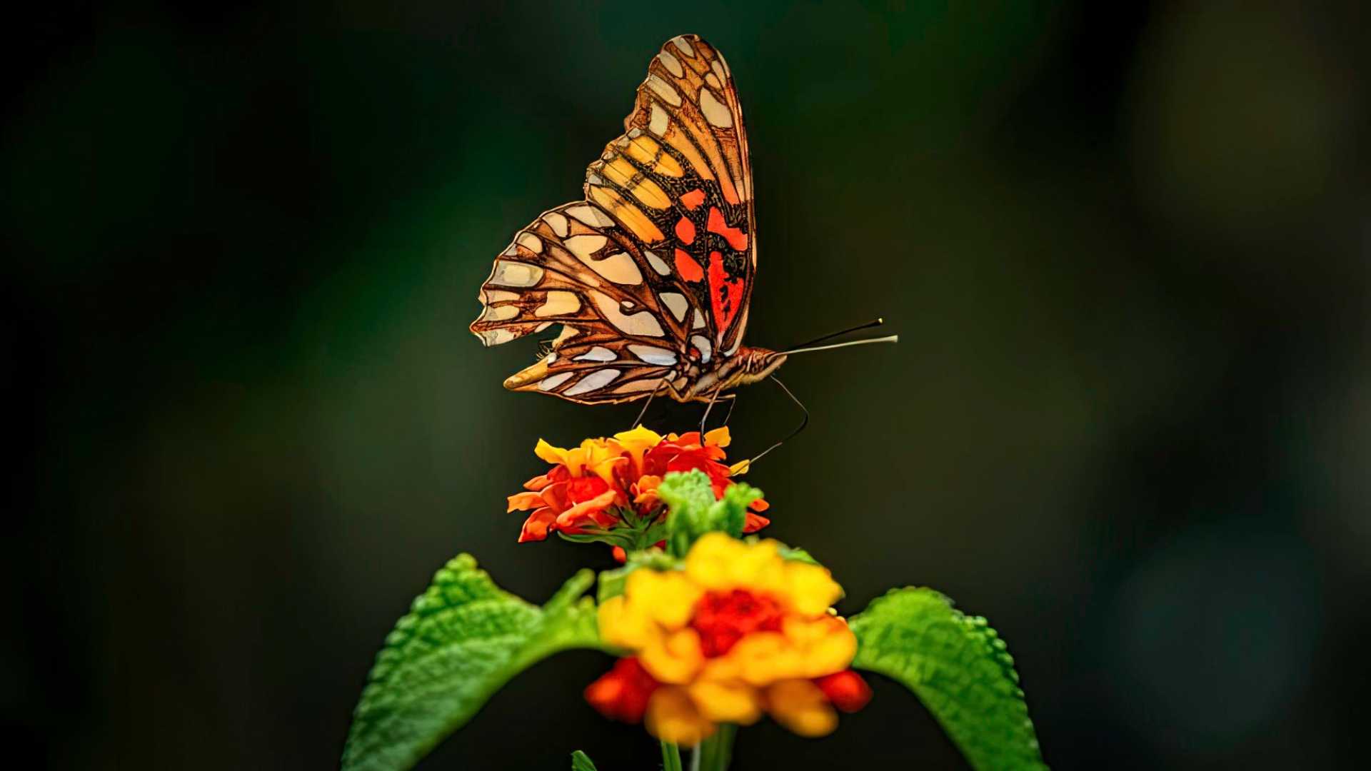 Vibrant Mexican silverspot butterfly perched gracefully at El Pilar Reserve, captured during our immersive forest bath experience.