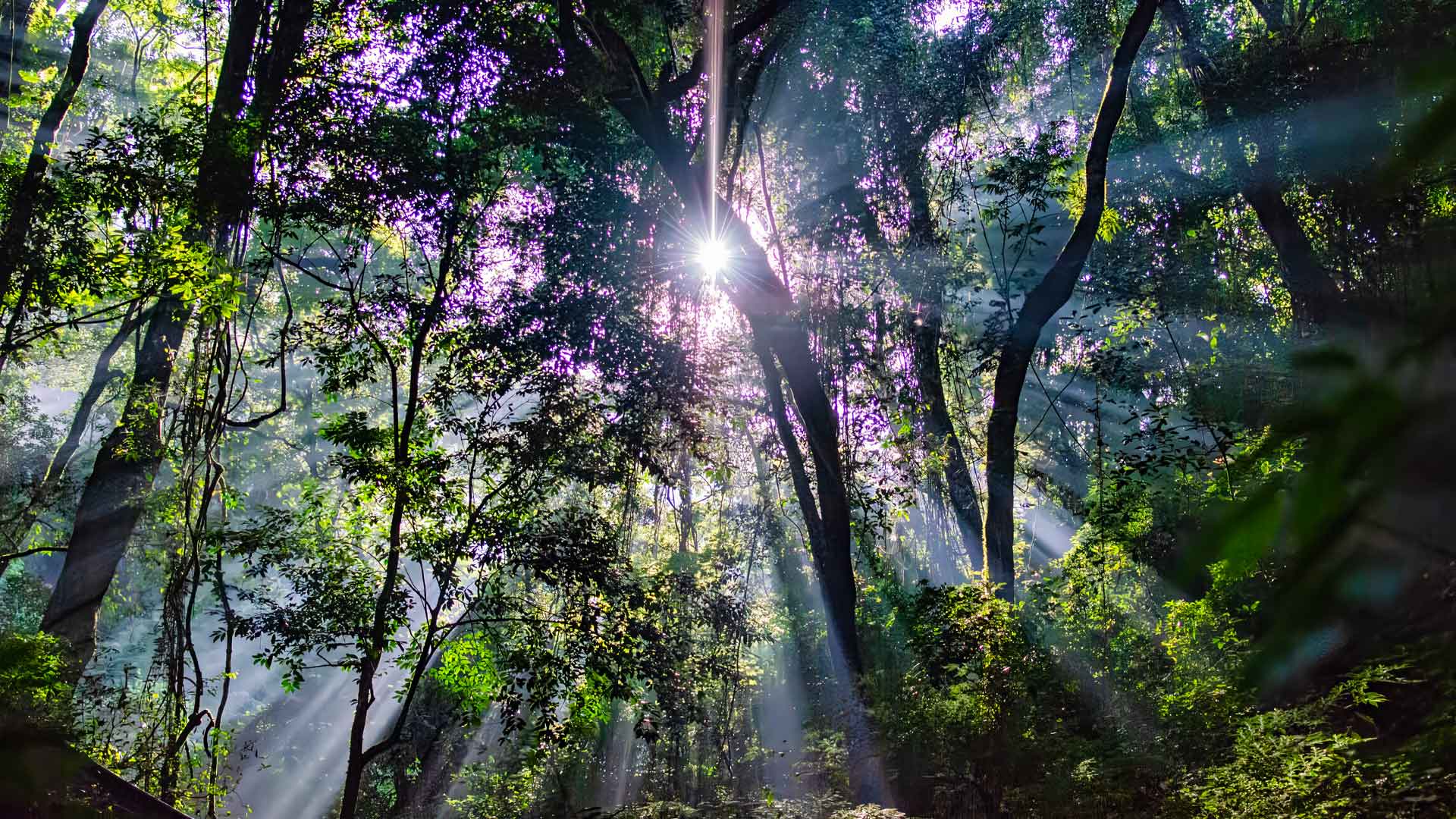 Sun rays filtering through the dense canopy, illuminating the serene forest during our forest bath experience in El Pilar Reserve.