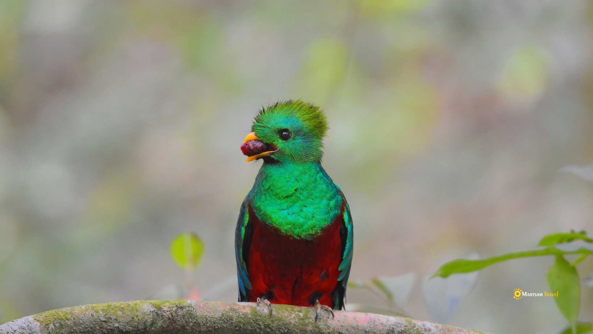 Resplendent Quetzal majestically perched during our Guatemala Nature Retreat nature hike.