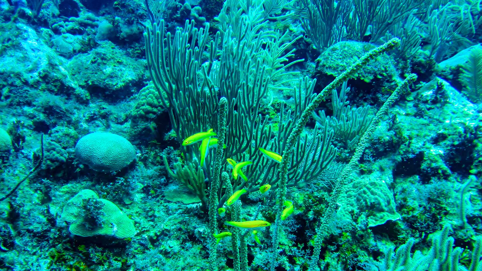 The vibrant and diverse underwater scene at the Belize Barrier Reef features colorful coral formations and tropical fish swimming amidst the clear blue waters.