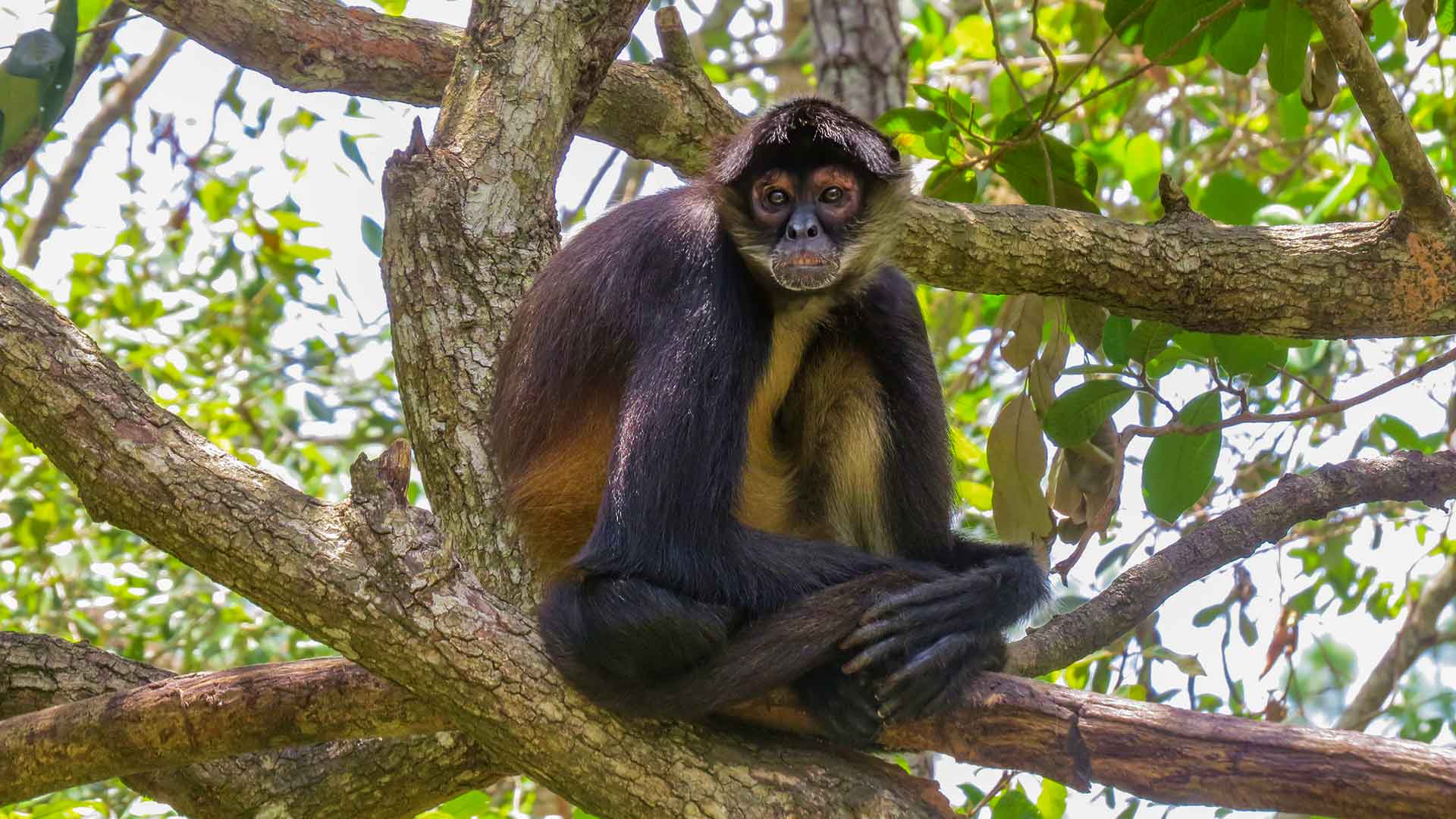 A playful spider monkey gracefully perched atop a lush tree amidst the vibrant and dense Belizean rainforest.