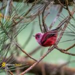 Pink-headed Warbler spotted during our sustainable Birding Tour in Guatemala