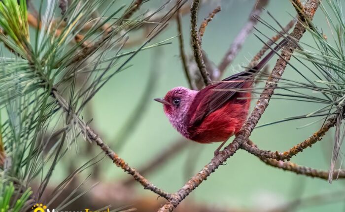 Pink-headed Warbler spotted during our sustainable Birding Tour in Guatemala