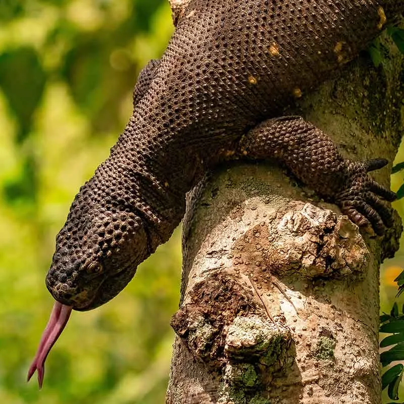 Heloderma