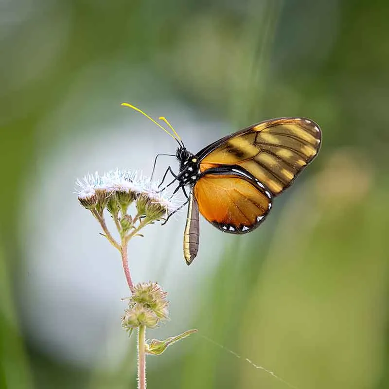 Klug's Clearwing