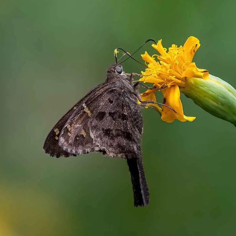 Long-tailed-Skipper