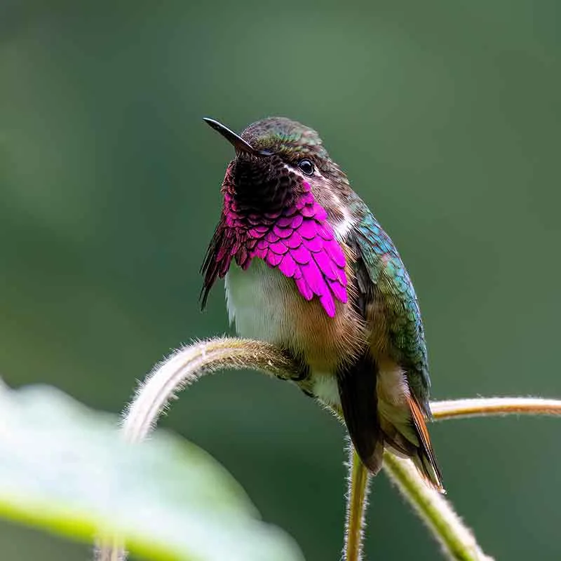Wine-throated-Hummingbird