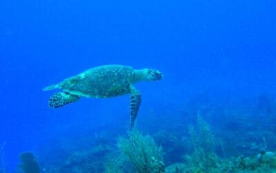 Fantastic Belize Tours to Put on Your Must-Do List!