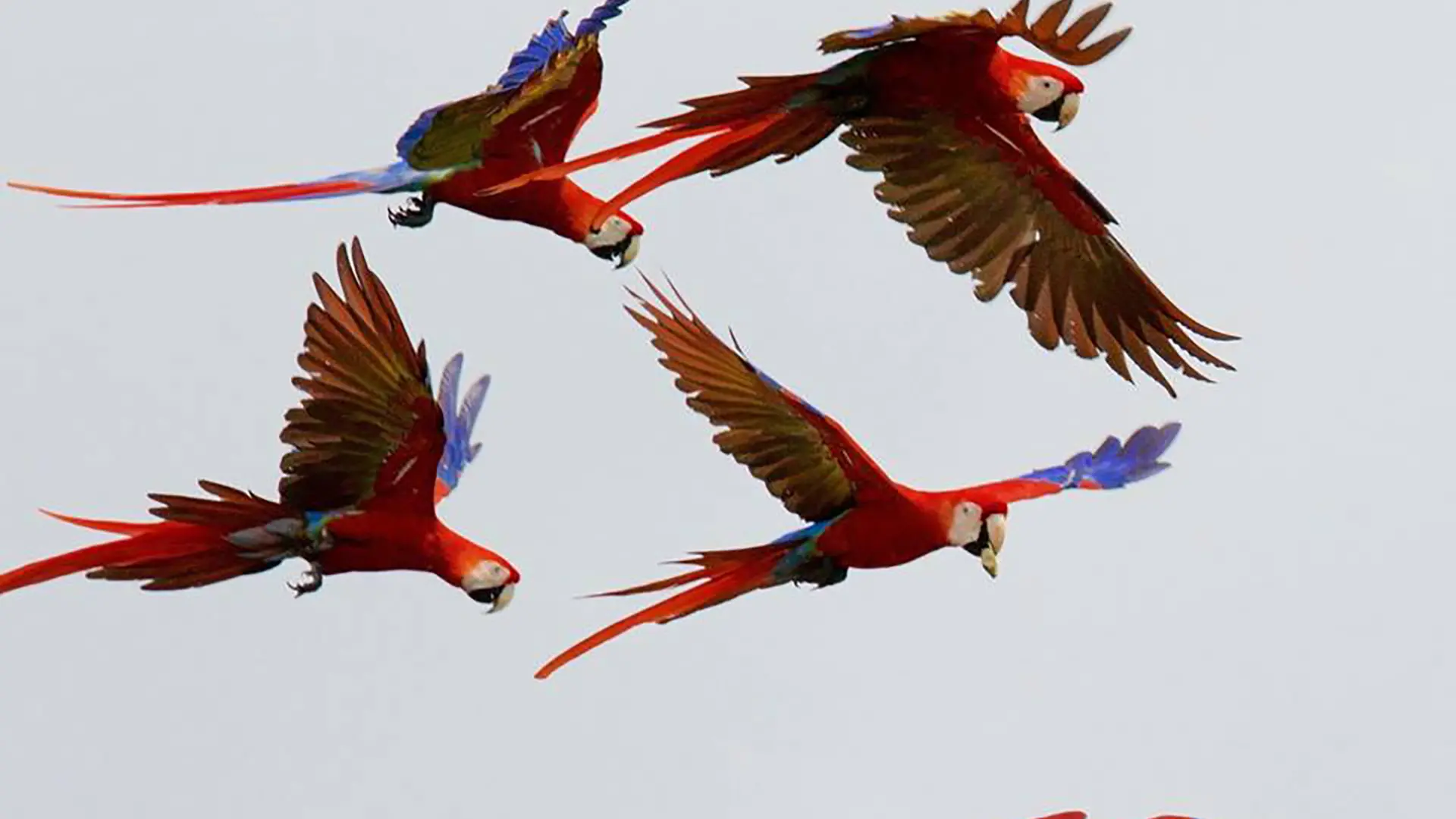 Birdwatching and Cultural Tours | Archaeobirding Guatemala