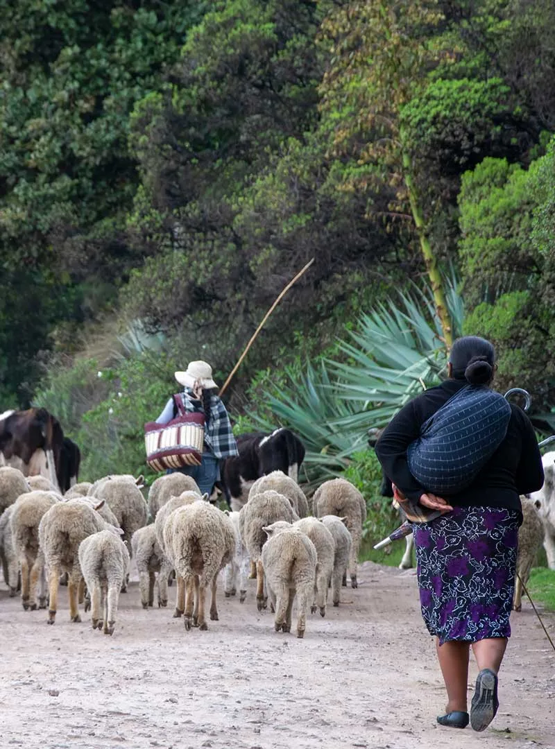 Giuatemala-highlands Guatemala Highlans Landscape with Mayan Shepards