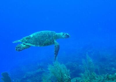 A great surprise on the Guatemala & Belize tour is that sometimes you can swim with turtles while you snorkel on the reef.