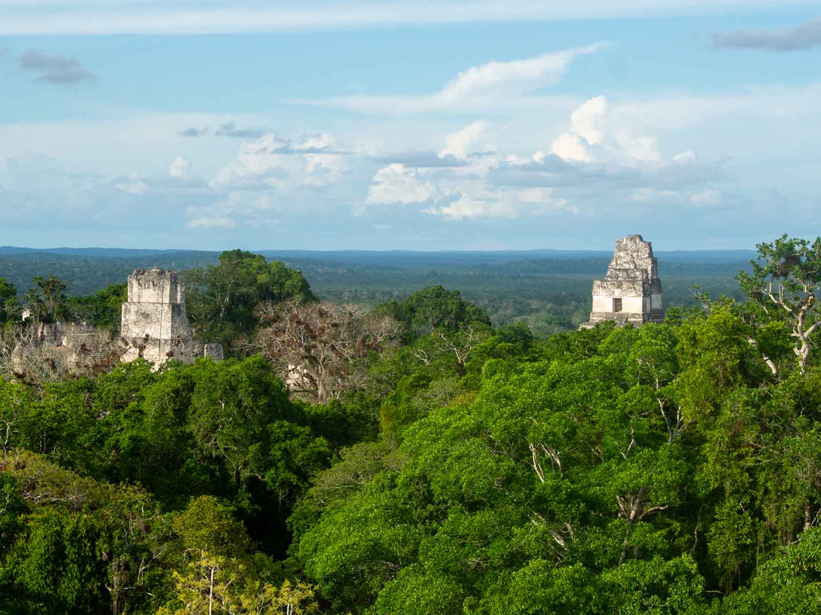 Tikal Mayan ruins in Guatemala over the tropical rainforest.
