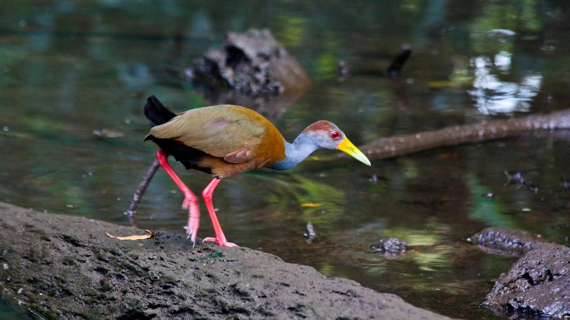 Best Birdwatching Tours in Guatemala