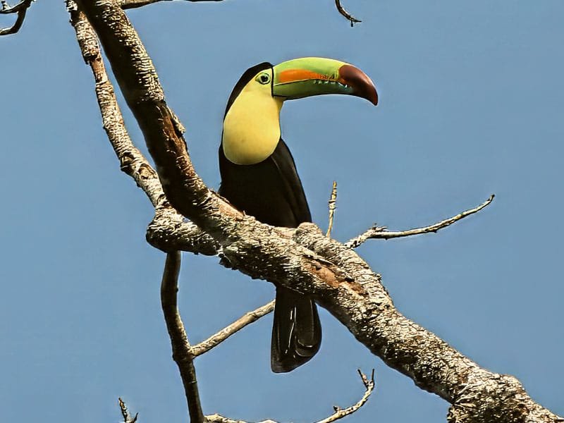 Keel-billed Toucan perched on a bare tree branch against a bright blue sky in Belize.