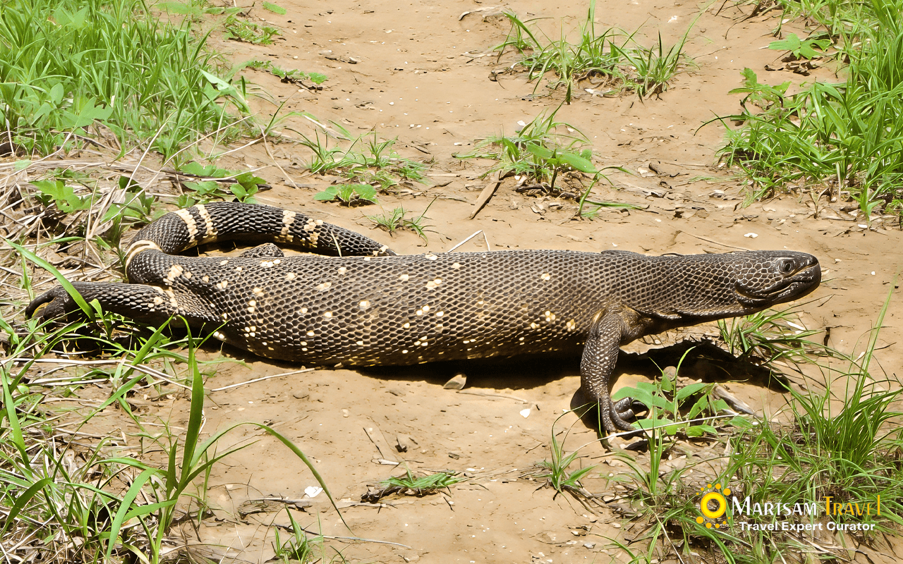 Guatemalan beaded lizard (Heloderma charlesbogerti) crossing a sunlit dirt trail in the dry thornscrub forest of Guatemala’s Motagua Valley.