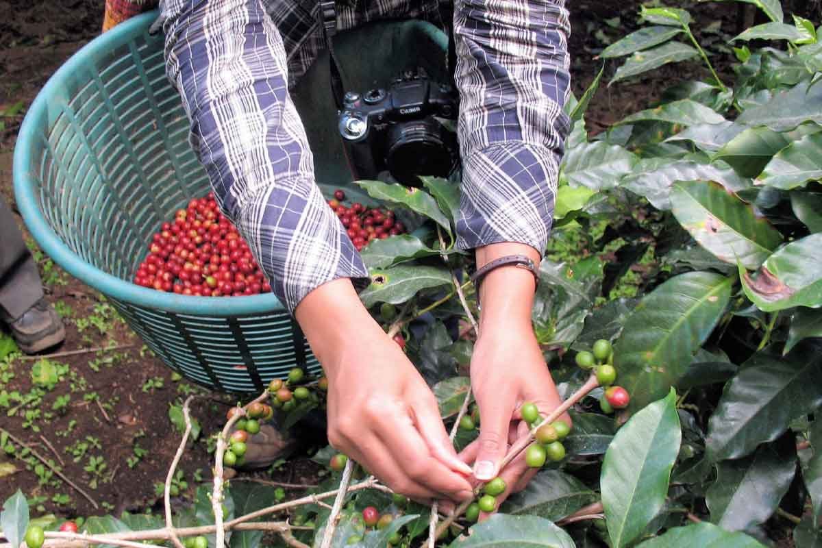 Coffee-inmersion | martsam Traveller enjoying a hands-on sustainable coffee experience in Antigua, Guatemala, during a Guatemala cultural tour with local farmers.
