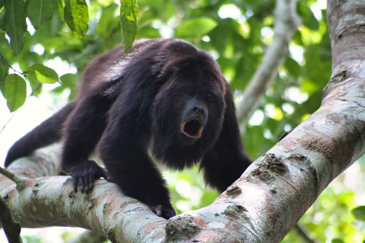 Howler-monkey | martsam Close-up of a male Black Howler monkey in Guatemala, showcasing its dark fur and expressive features – a highlight of Guatemala cultural tours in 2026.