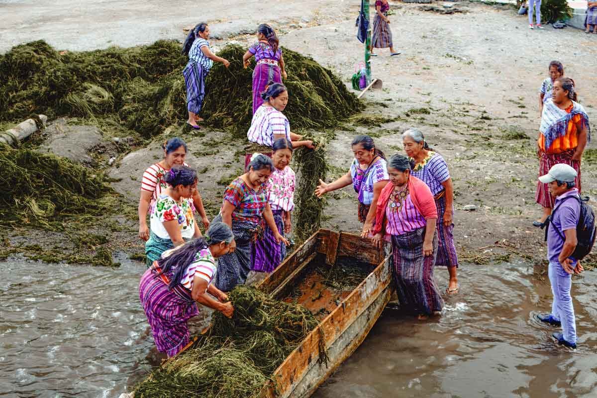 Traditional tule harvesting by Maya women on Lake Atitlán, part of private indigenous tours in Guatemala