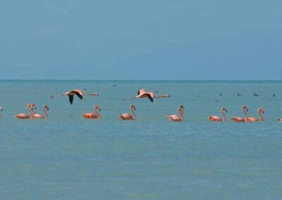 Celestun-nature-tour | martsam travel Flamingos in the coastal wetlands of Celestún during a Private Yucatan Tour.