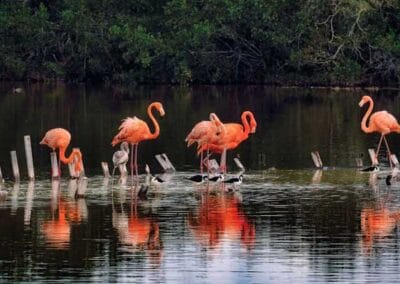 Mérida Vacation Package excursion to see flamingos in the wetlands of Celestún, Yucatán