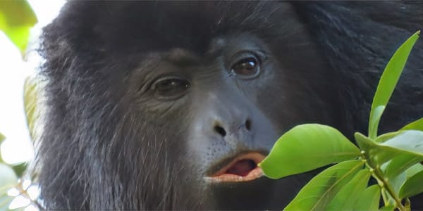 Black-howler-monkey-in-belize | martsam travel Black Howler Monkey: Black howler monkey feeding among green leaves, a wildlife encounter featured in Vacation Packages for Belize.