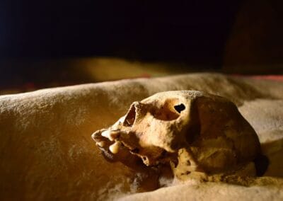 Close view of archaeological skeletal remains inside Actun Tunichil Muknal Cave in Belize