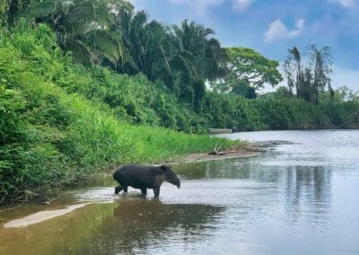 Baird’s tapir wading beside the forested Monkey River in southern Belize