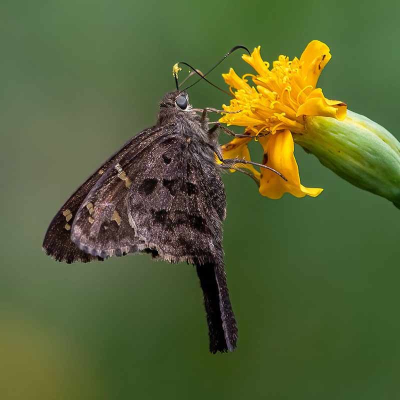 Butterfly feeding on a yellow flower, illustrating responsible travel on custom Central America tours.