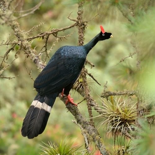 Horned Guan perched on a moss-covered branch, representing birdwatching experiences on custom Central America tours.